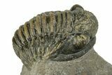 Detailed Gerastos Trilobite Fossil - Morocco #243800-1